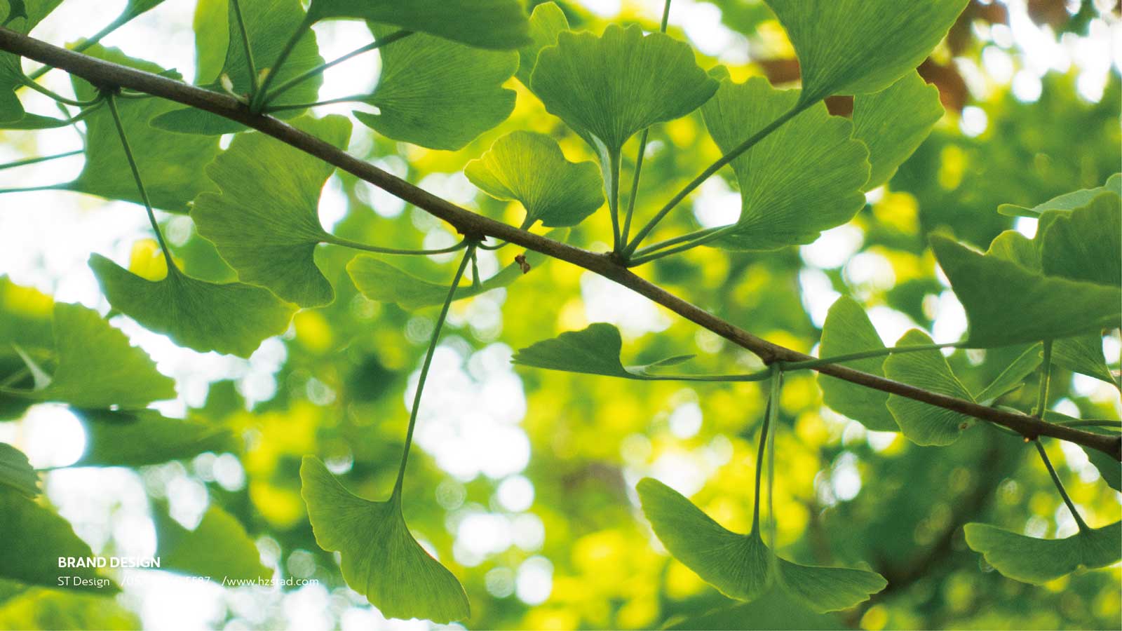 設計一套企業vi要多少錢？